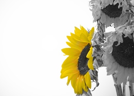 The Dying in the Perfect Will