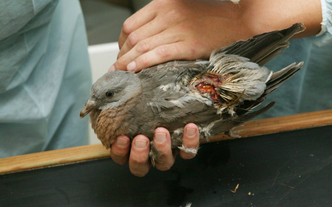 The Pigeon With a Broken Wing